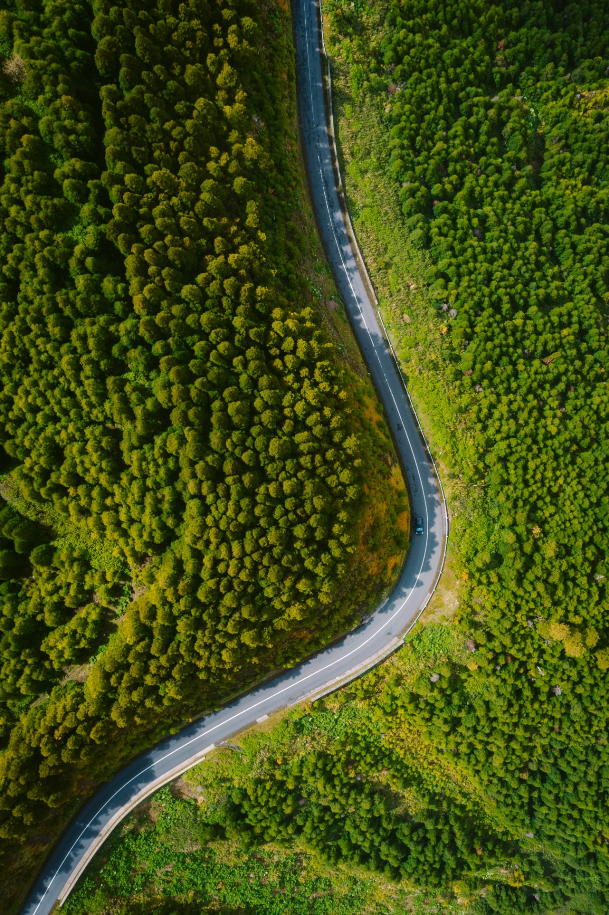 Aerial view of a winding road through dense green forest